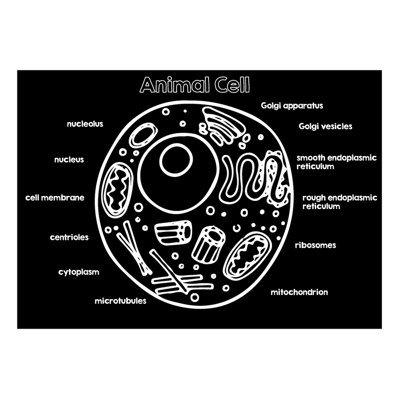 (OCTOBER MARKET) Animal Cell 12” x 17” Chalkboard Placemat