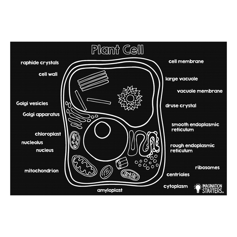 (OCTOBER MARKET) Plant Cell 12” x 17” Chalkboard Placemat